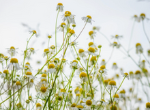 Load image into Gallery viewer, &quot;Go Out into the World and Do Good&quot; - Plantable Greeting Card
