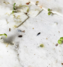 Load image into Gallery viewer, &quot;You are Bee-loved&quot; - Plantable Greeting Card
